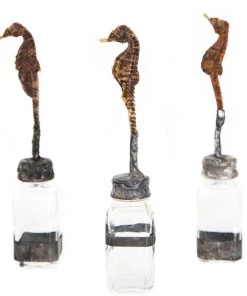 Jamie Dietrich Designs HOME DÉCOR Seahorse Bottle