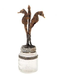 Jamie Dietrich Designs HOME DÉCOR Seahorse Bottle