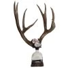 Jamie Dietrich Designs Double Large Geode Antler Bottle HOME DÉCOR