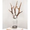 Jamie Dietrich Designs Triple Small Antler Bottle HOME DÉCOR