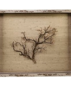 Jamie Dietrich Designs Sealife Shadow Box - Natural/Natural HOME DÉCOR
