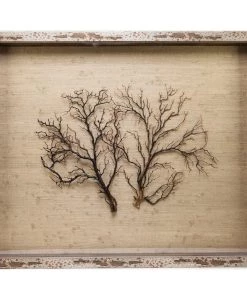 Jamie Dietrich Designs Sealife Shadow Box - Natural/Natural HOME DÉCOR