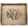 Jamie Dietrich Designs Sealife Shadow Box - Natural/Natural HOME DÉCOR