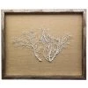 Jamie Dietrich Designs HOME DÉCOR Sealife Shadow Box - Natural/White