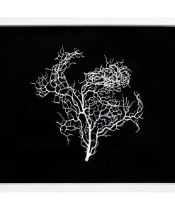 Jamie Dietrich Designs Sealife Shadow Box - Black/White