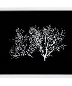 Jamie Dietrich Designs Sealife Shadow Box - Black/White HOME DÉCOR