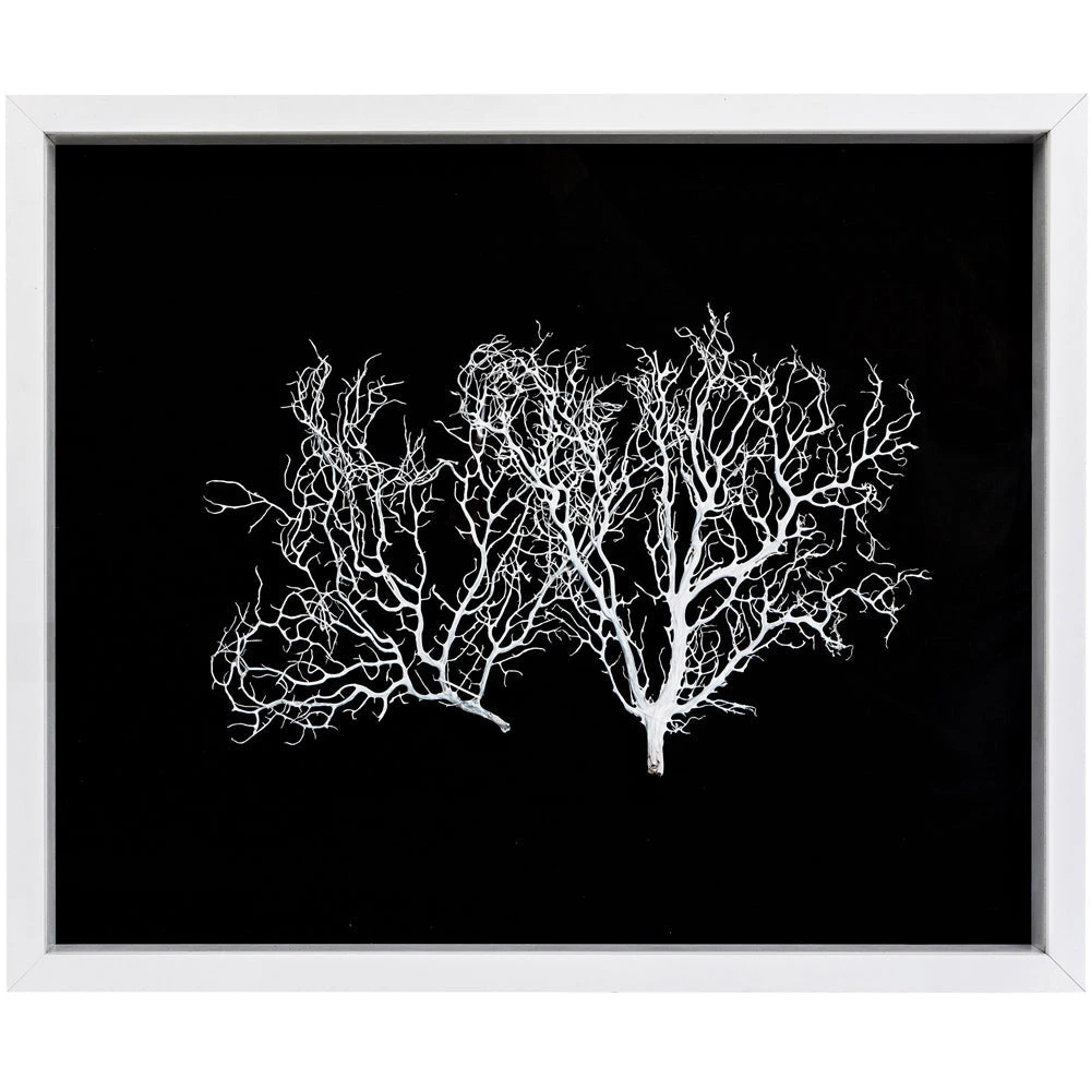 Jamie Dietrich Designs Sealife Shadow Box - Black/White HOME DÉCOR 2 Jamie Dietrich Designs Sealife Shadow Box - Black/White HOME DÉCOR