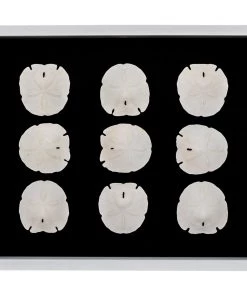 Jamie Dietrich Designs Sealife Shadow Box - Black/White