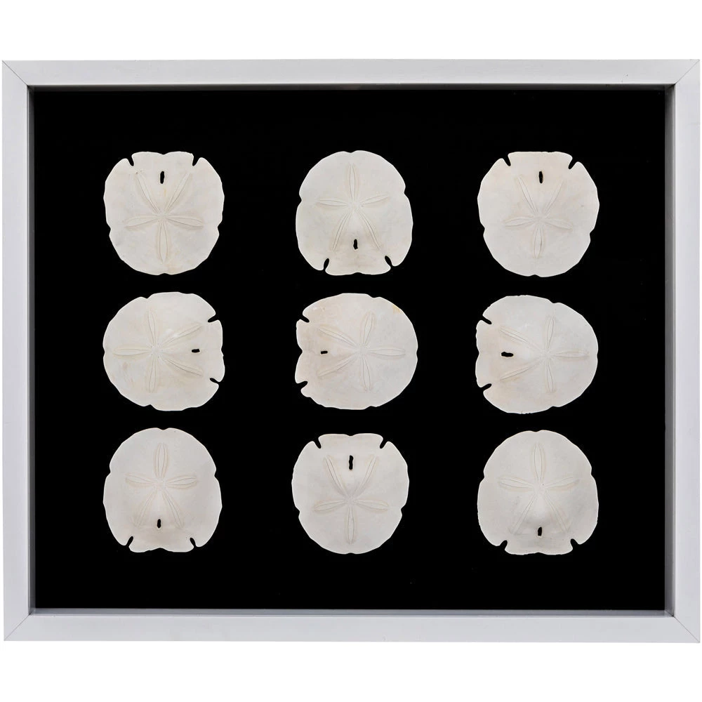 Jamie Dietrich Designs Sealife Shadow Box - Black/White HOME DÉCOR 3 Jamie Dietrich Designs Sealife Shadow Box - Black/White HOME DÉCOR