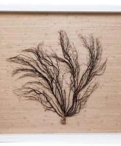 Jamie Dietrich Designs Sealife Shadow Box - Natural/Natural HOME DÉCOR