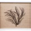 Jamie Dietrich Designs Sealife Shadow Box - Natural/Natural
