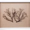 Jamie Dietrich Designs Sealife Shadow Box - Natural/Natural HOME DÉCOR