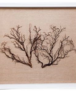 Jamie Dietrich Designs Sealife Shadow Box - Natural/Natural