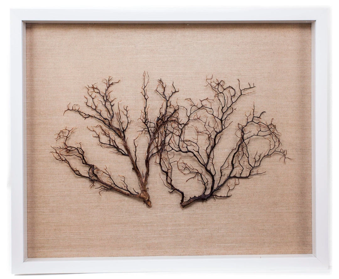 Jamie Dietrich Designs Sealife Shadow Box - Natural/Natural 2 Jamie Dietrich Designs Sealife Shadow Box - Natural/Natural