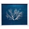 Jamie Dietrich Designs HOME DÉCOR Sealife Shadow Box - Navy/White
