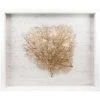 Jamie Dietrich Designs HOME DÉCOR Sealife Shadow Box - White/Gold