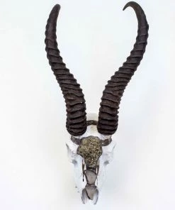 Jamie Dietrich Designs Ambelin Stand Mount Springbok