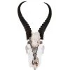 Jamie Dietrich Designs Colbee Stand Mount Springbok