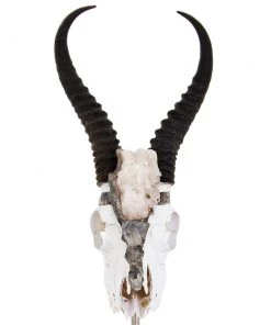 Jamie Dietrich Designs Colbee Stand Mount Springbok