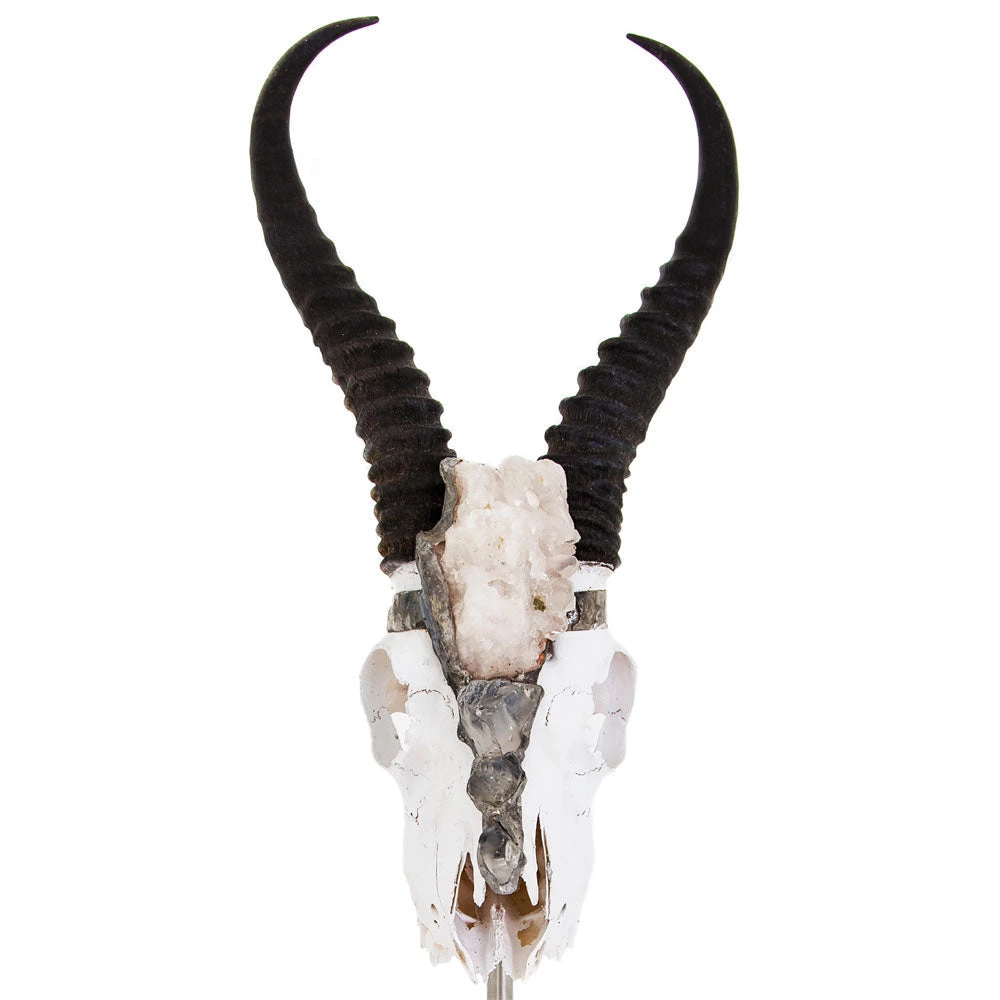 Jamie Dietrich Designs Colbee Stand Mount Springbok 1 Jamie Dietrich Designs Colbee Stand Mount Springbok