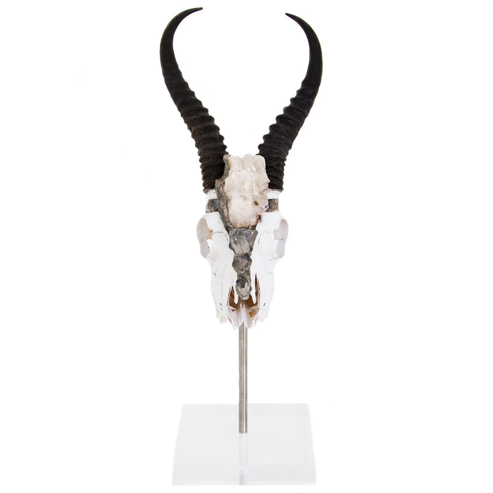 Jamie Dietrich Designs Colbee Stand Mount Springbok 2 Jamie Dietrich Designs Colbee Stand Mount Springbok