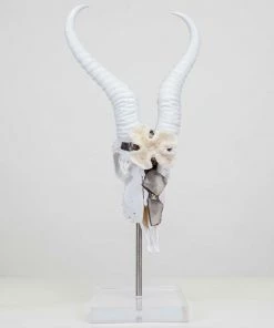 Jamie Dietrich Designs Lowan Stand Mount Springbok HOME DÉCOR